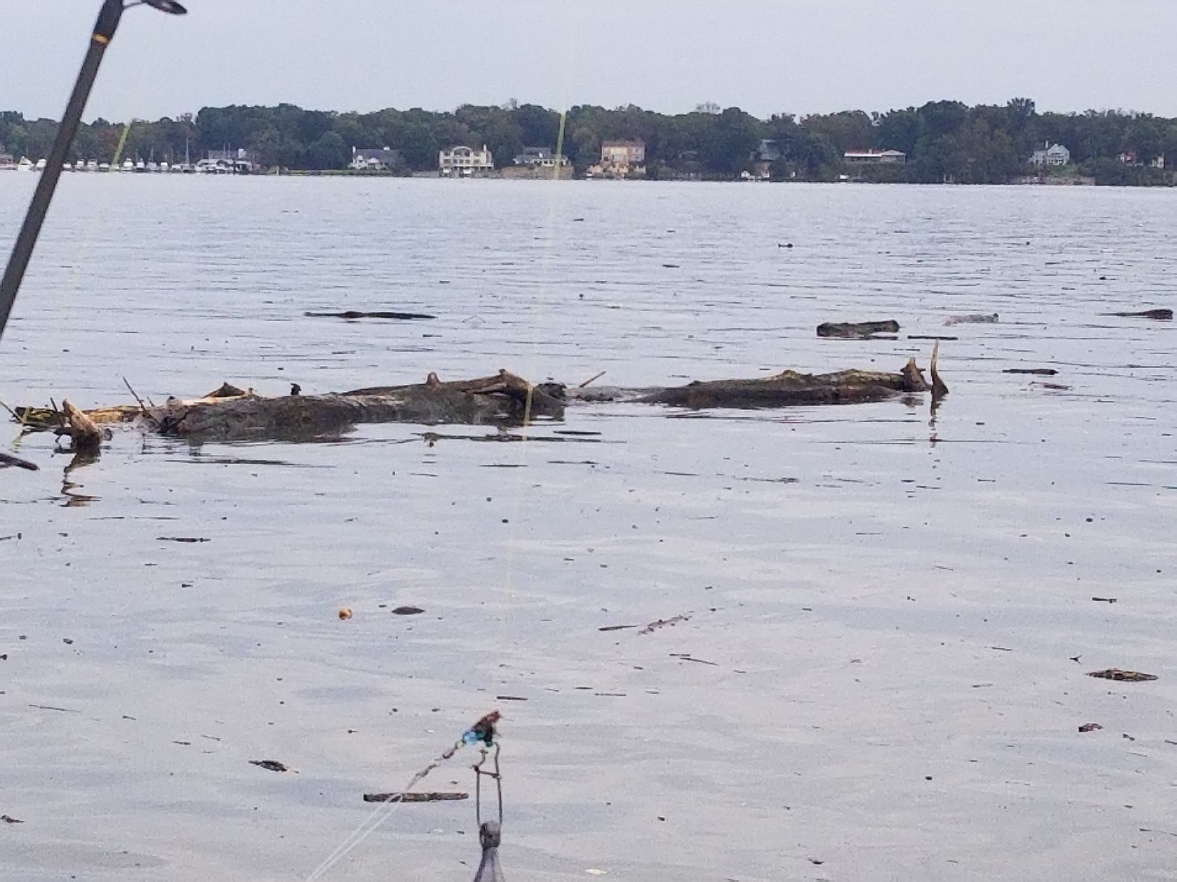 https://indianheadcharters.com/wp-content/uploads/2019/10/Big-Tree.jpg